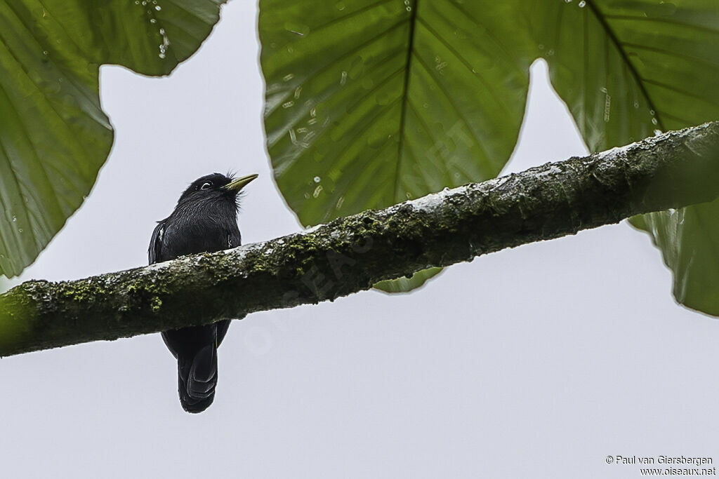 Yellow-billed Nunbirdadult