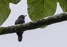 Yellow-billed Nunbird