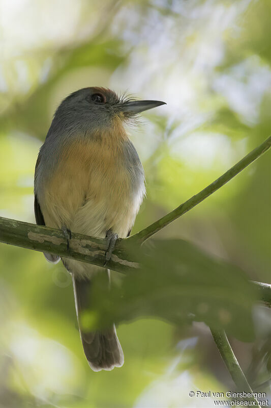 Rufous-capped Nunletadult