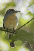 Rufous-capped Nunlet