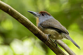 Rufous-capped Nunlet