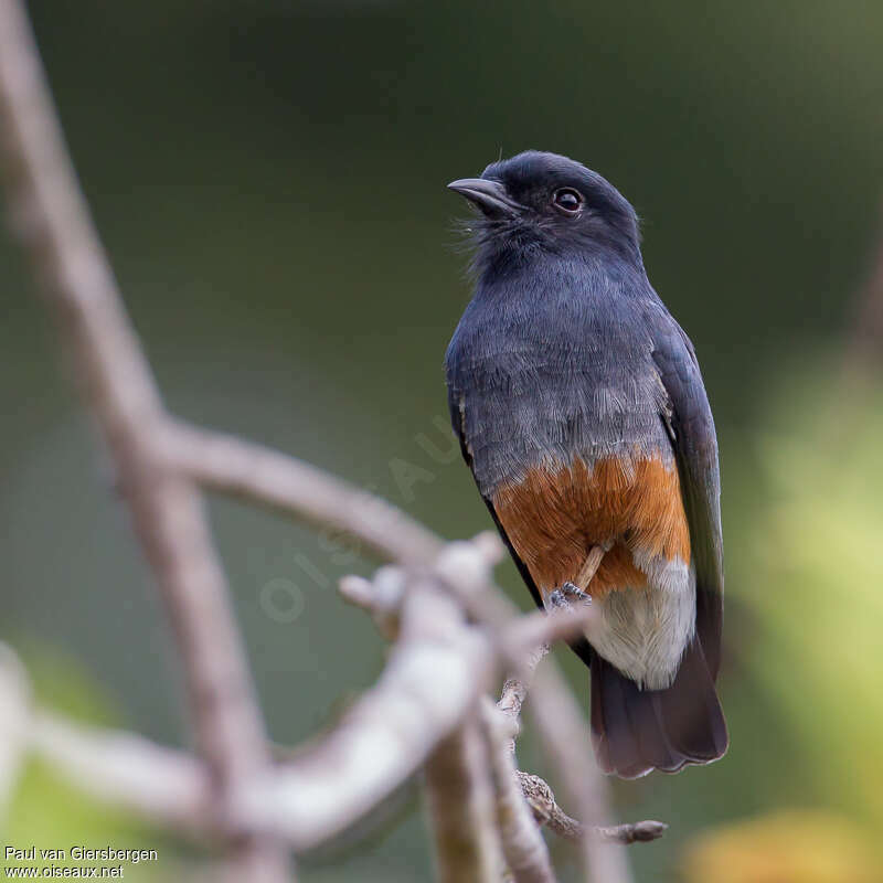 Swallow-winged Puffbirdadult, close-up portrait