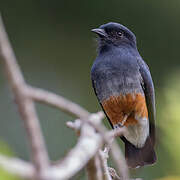 Swallow-winged Puffbird