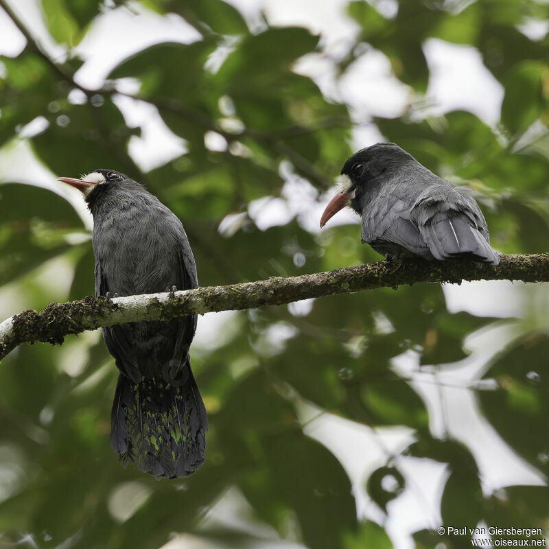 White-fronted Nunbirdadult