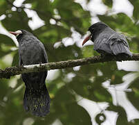 White-fronted Nunbird