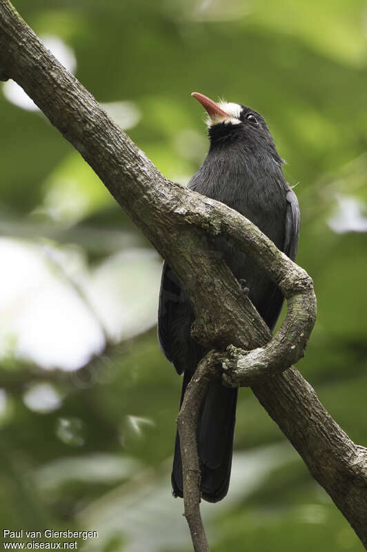 White-fronted Nunbirdadult, pigmentation