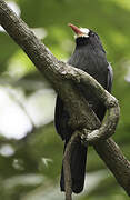 White-fronted Nunbird