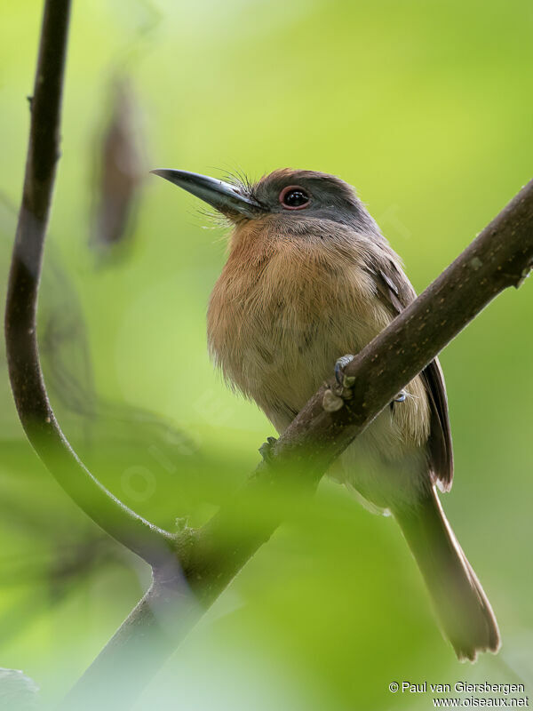 Grey-cheeked Nunletadult