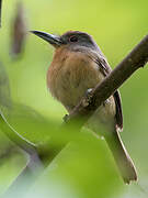 Grey-cheeked Nunlet