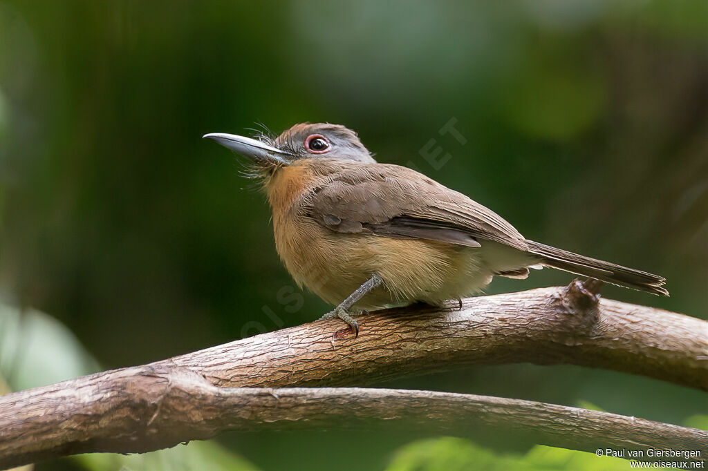 Grey-cheeked Nunletadult