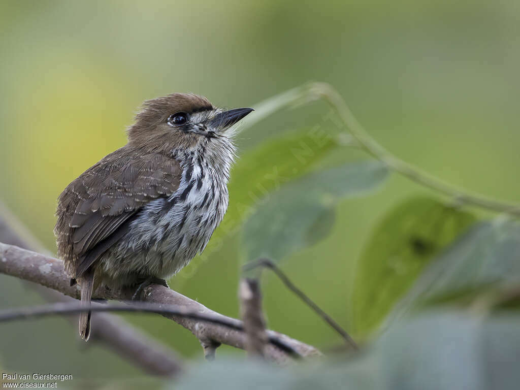 Barbacou lancéoléadulte, identification