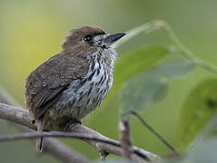 Lanceolated Monklet