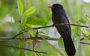 Black Nunbird