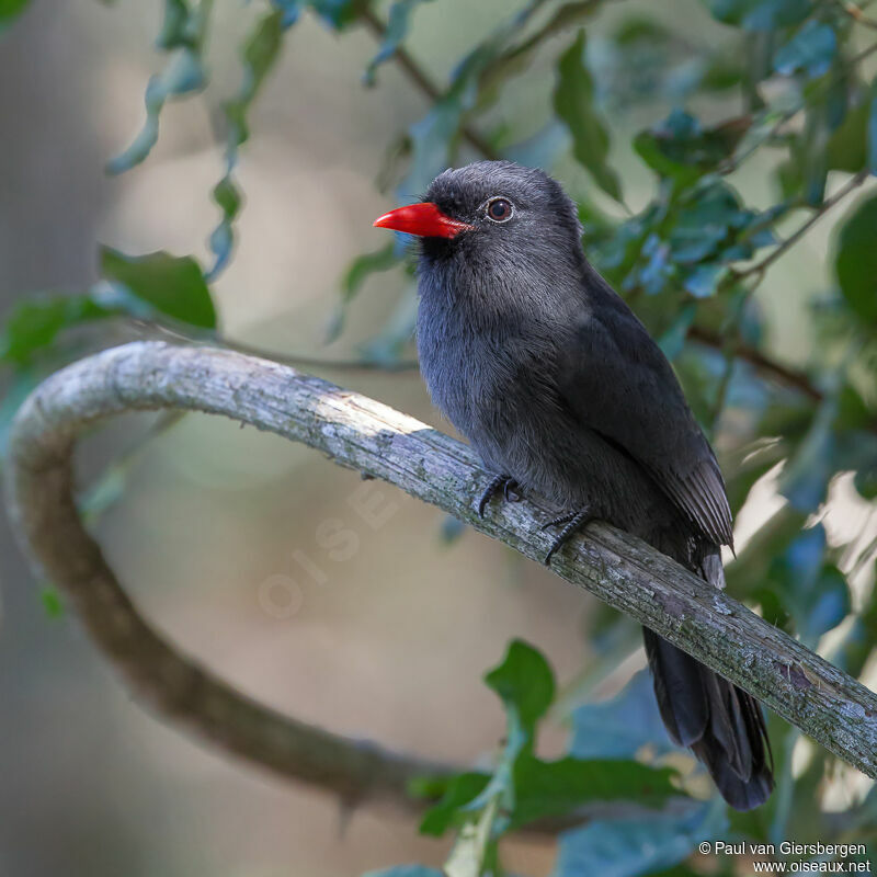 Black-fronted Nunbirdadult