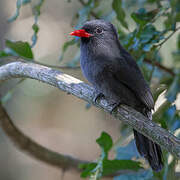 Black-fronted Nunbird