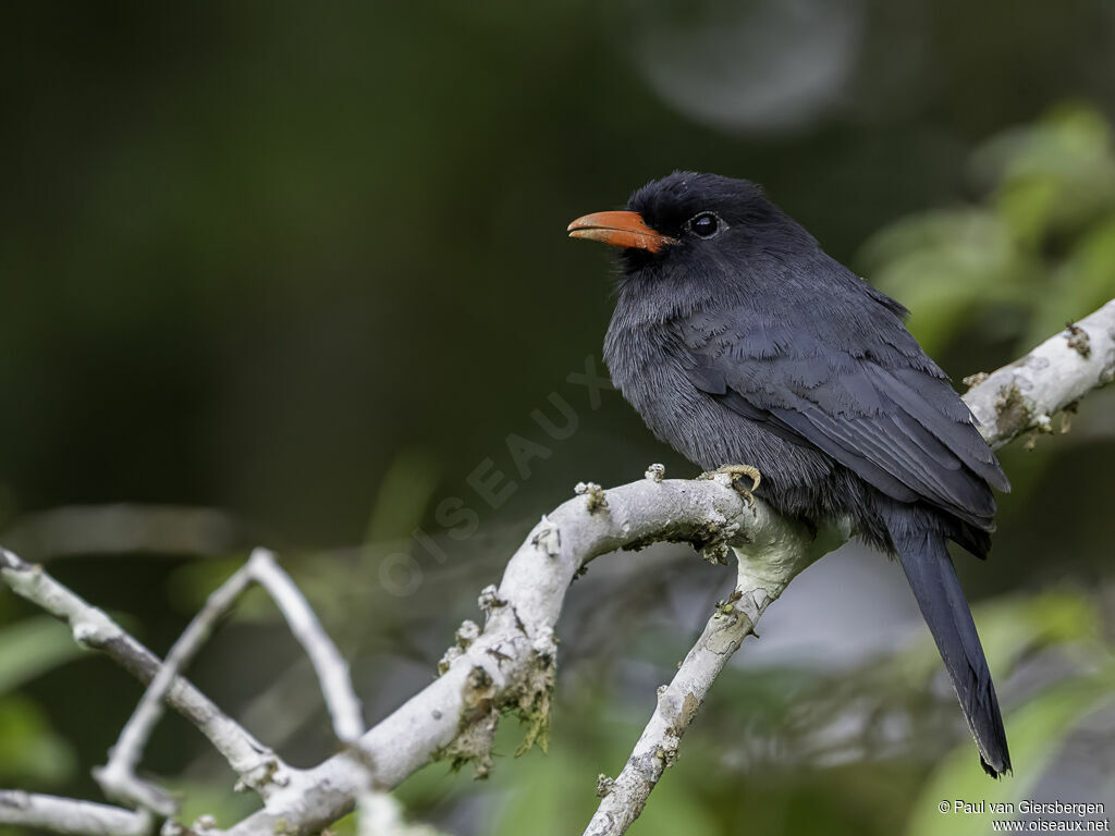 Black-fronted Nunbirdadult