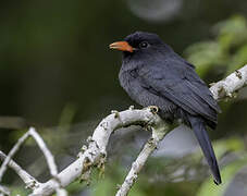 Black-fronted Nunbird