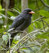 Black-fronted Nunbird