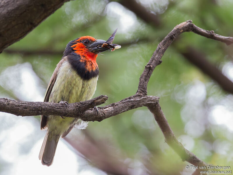 Black-collared Barbetadult