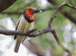 Black-collared Barbet