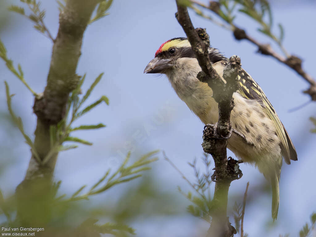 Red-fronted Barbetadult, pigmentation