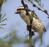 Red-fronted Barbet