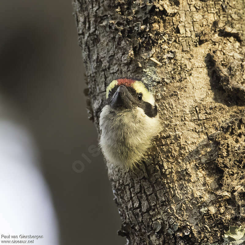 Red-fronted Barbetadult, close-up portrait, Reproduction-nesting