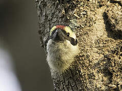 Red-fronted Barbet