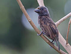 Grey-throated Barbet