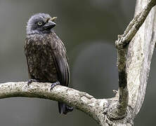 Grey-throated Barbet