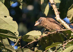 Bristle-nosed Barbet