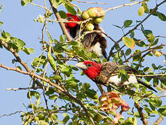 Brown-breasted Barbet