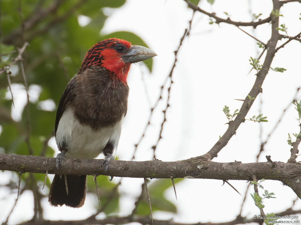 Brown-breasted Barbetadult