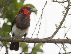 Brown-breasted Barbet