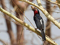 Bearded Barbet