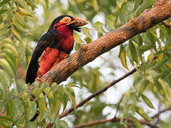 Bearded Barbet