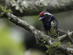 Yellow-spotted Barbet