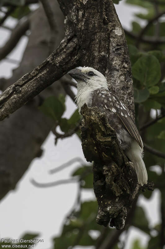 White-headed Barbetadult, identification