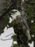 White-headed Barbet