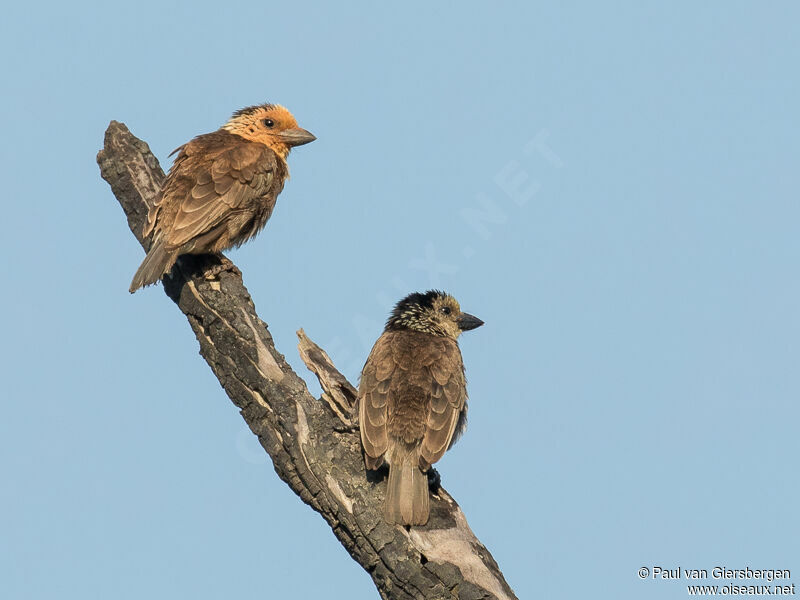 Anchieta's Barbet