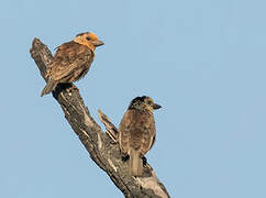 Anchieta's Barbet