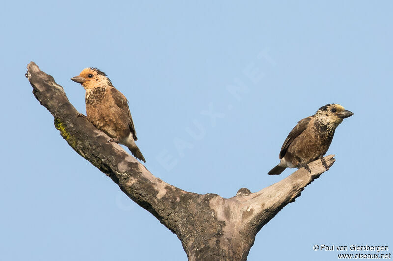 Anchieta's Barbet