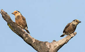 Anchieta's Barbet