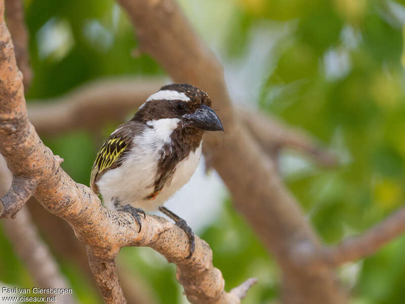 Black-throated Barbetadult, identification