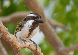 Black-throated Barbet