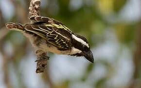 Black-throated Barbet