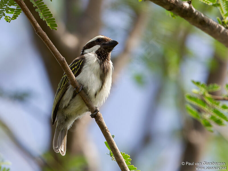 Black-throated Barbet