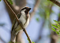 Black-throated Barbet