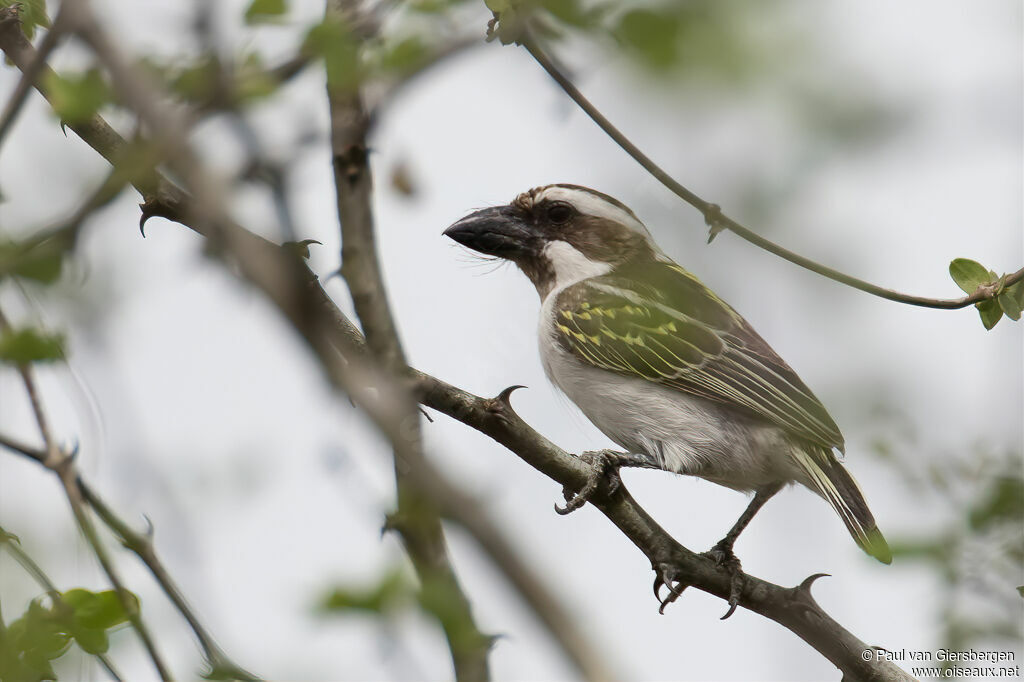 Black-throated Barbetadult