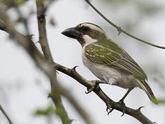 Black-throated Barbet